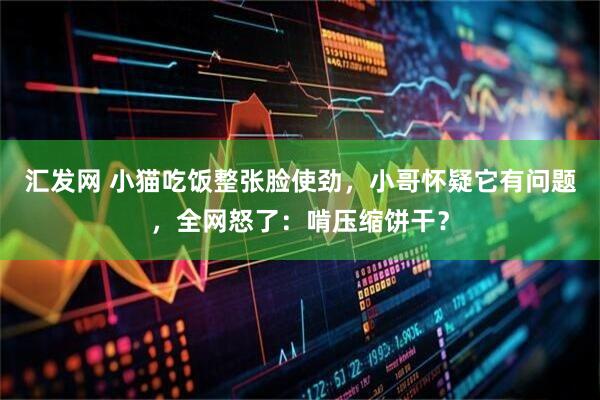 汇发网 小猫吃饭整张脸使劲，小哥怀疑它有问题，全网怒了：啃压缩饼干？